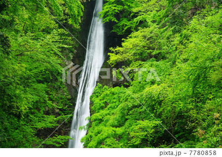 新緑、酒水の滝 7780858