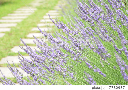 ラベンダー通り ラベンダー通り 7780987