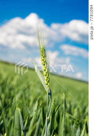 Green wheat 7781094