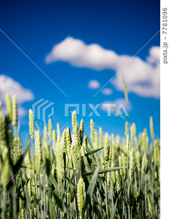 Green wheat Green wheat 7781096