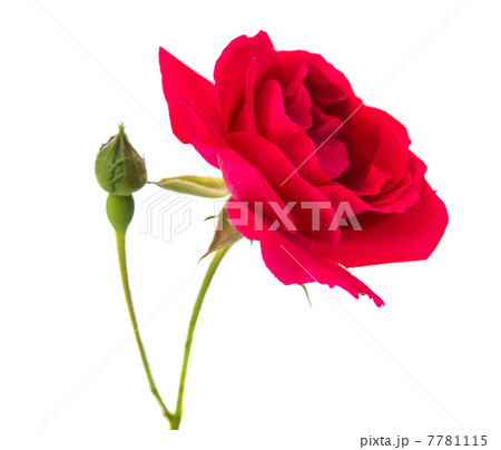 red rose 7781115
