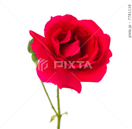 red rose red rose 7781116