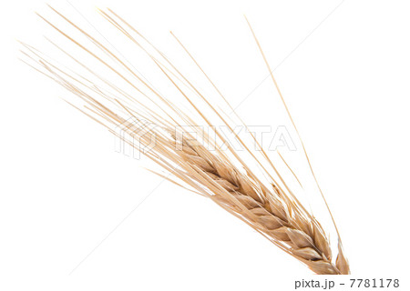 Dried Ear of Cereal 7781178