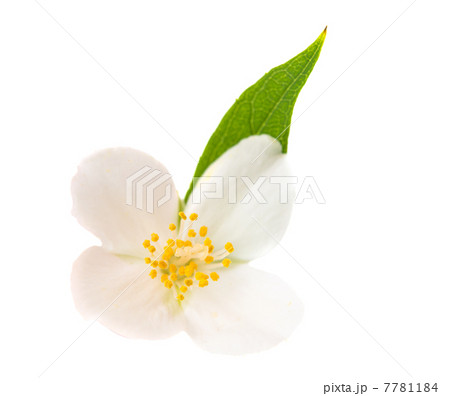 jasmine jasmine 7781184