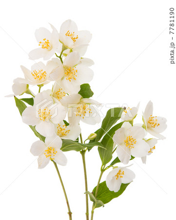 jasmine jasmine 7781190