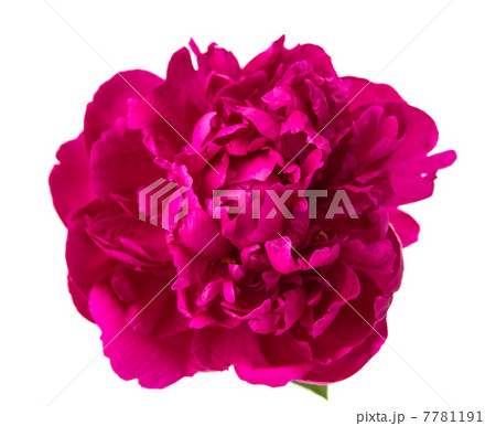 red peony isolated red peony isolated 7781191