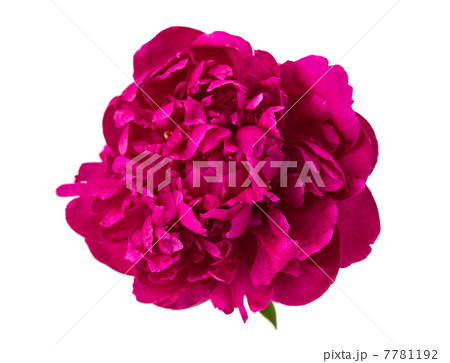 red peony isolated red peony isolated 7781192