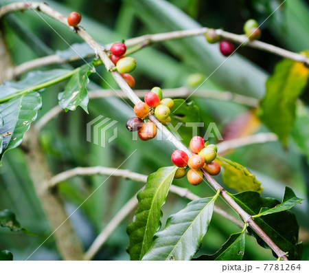 Coffee beans on the branch. Robusta Coffee 7781264