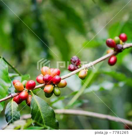Coffee beans on the branch. Robusta Coffee 7781265