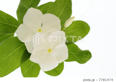 白い日々草 7781474