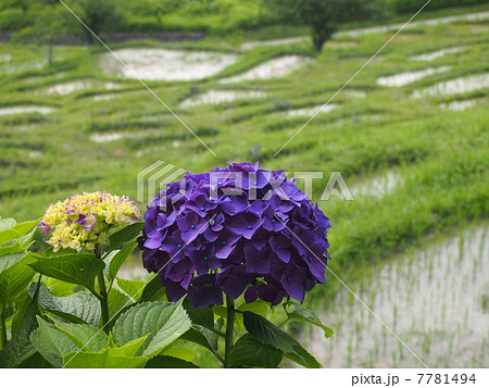 千框の棚田 紫のアジサイ 千框の棚田 紫のアジサイ 7781494