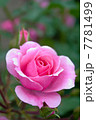 薔薇 7781499