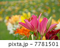 百合の花 7781501