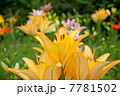 百合の花 7781502