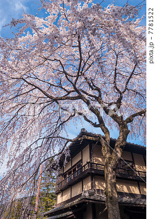 三寧坂　あけぼの亭　早咲きの糸桜 7781522