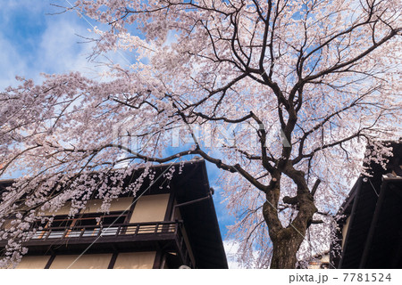 三寧坂　あけぼの亭　早咲きの糸桜 7781524