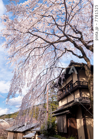 三寧坂　あけぼの亭　早咲きの糸桜 7781525