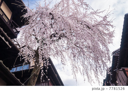 三寧坂　あけぼの亭　早咲きの糸桜 7781526