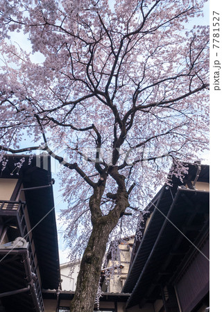 三寧坂 あけぼの亭 早咲きの糸桜 三寧坂 あけぼの亭 早咲きの糸桜 7781527