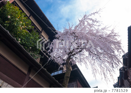 三寧坂 あけぼの亭 早咲きの糸桜 三寧坂 あけぼの亭 早咲きの糸桜 7781529