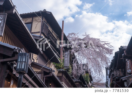 三寧坂　あけぼの亭　早咲きの糸桜 7781530