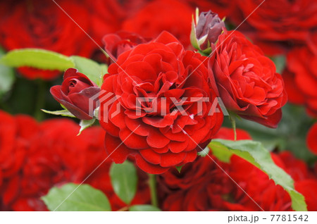 ラバグルート 7781542