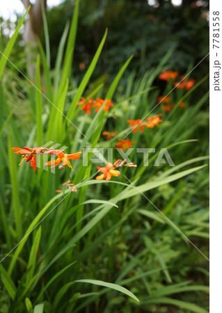 ヒメヒオウギズイセン 7781558