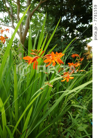 ヒメヒオウギズイセン 7781559