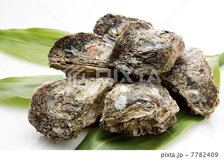 岩牡蠣 岩牡蠣 7782409