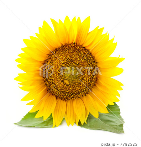 One large Sunflowers with leaves /  isolated / white background 7782525
