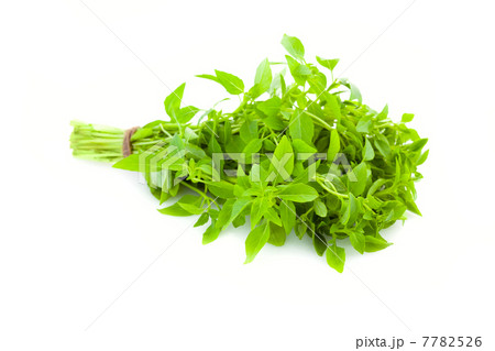 Bunch of fresh Basil herb /  isolated 7782526