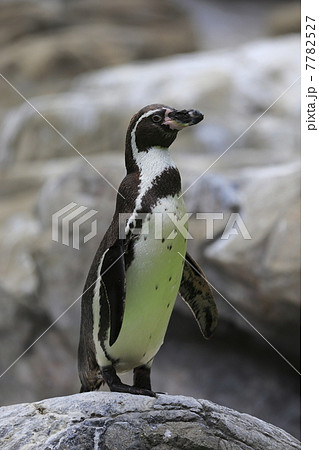 フンボルトペンギン 7782527