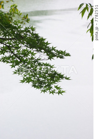 小雨降る新緑の岡山後楽園のモミジ(縦位置) 小雨降る新緑の岡山後楽園のモミジ(縦位置) 7782551