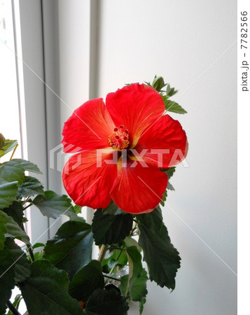 ハイビスカス 7782566