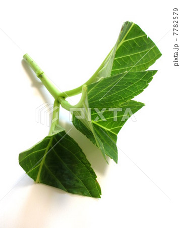 紫陽花 挿し木の仕方 挿し穂 紫陽花 挿し木の仕方 挿し穂 7782579