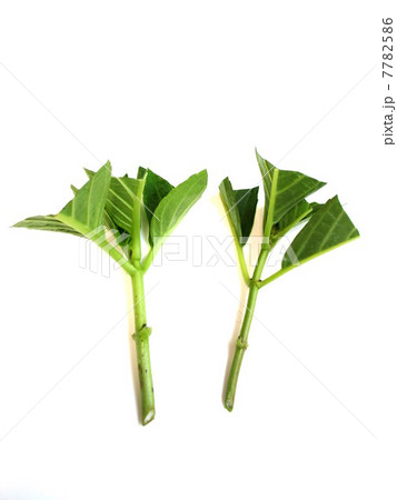 紫陽花 挿し木の仕方 挿し穂 紫陽花 挿し木の仕方 挿し穂 7782586