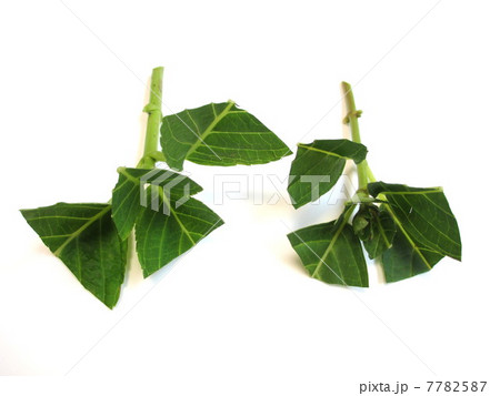 紫陽花　挿し木の仕方　挿し穂 7782587