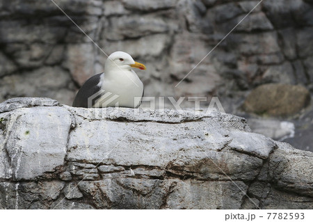 ウミネコ 7782593