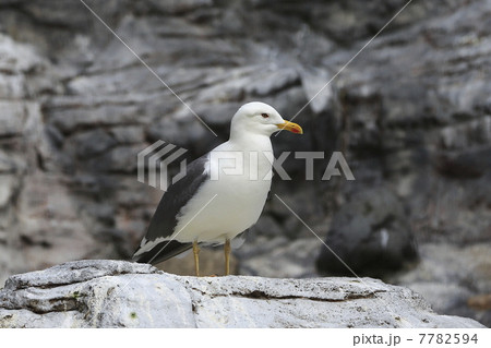 ウミネコ 7782594