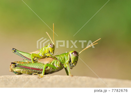 ミヤマフキバッタの交尾 ミヤマフキバッタの交尾 7782676