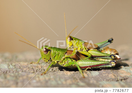 ミヤマフキバッタの交尾 7782677