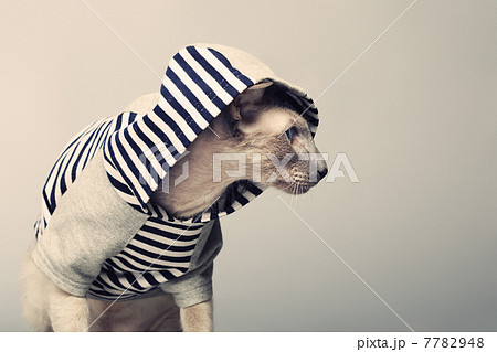 Peterbald Cat in Hoody Peterbald Cat in Hoody 7782948