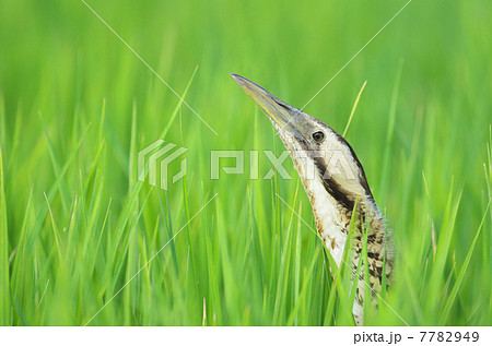 サンカノゴイ 7782949