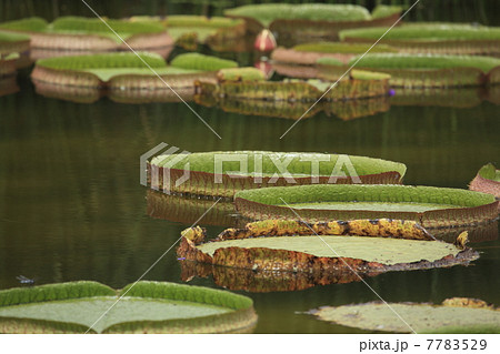 オニバス オニバス 7783529