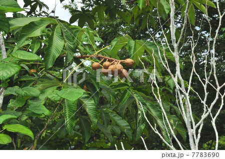 トチノキの実 トチノキの実 7783690