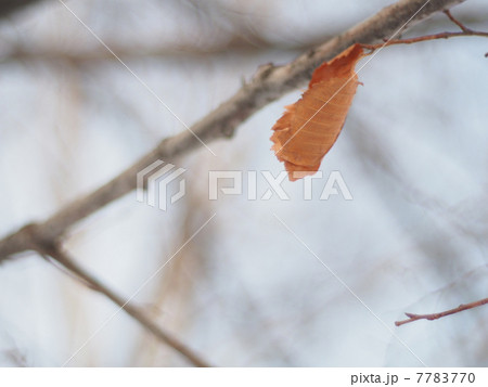 dry leaves on a tree in winter dry leaves on a tree in winter 7783770