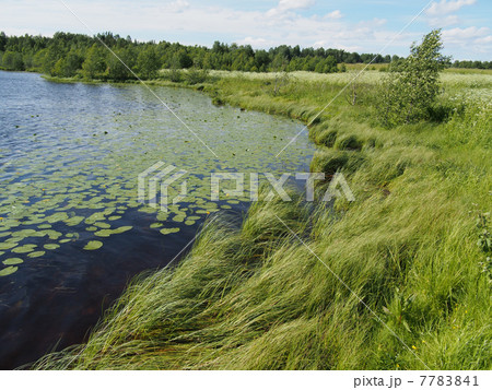Lake in the summer 7783841