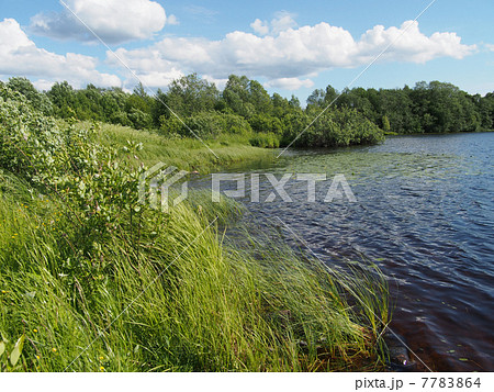 Lake in the summer Lake in the summer 7783864