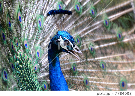 インドクジャク インドクジャク 7784008