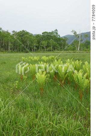 尾瀬ヶ原　シダ植物 7784009